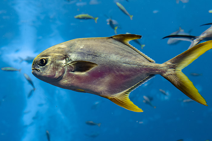 Pompano fish march nearshore fishing